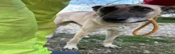 Mixed Breed dogs for adoption: Asha - Norwich Norfolk  - Advert 1