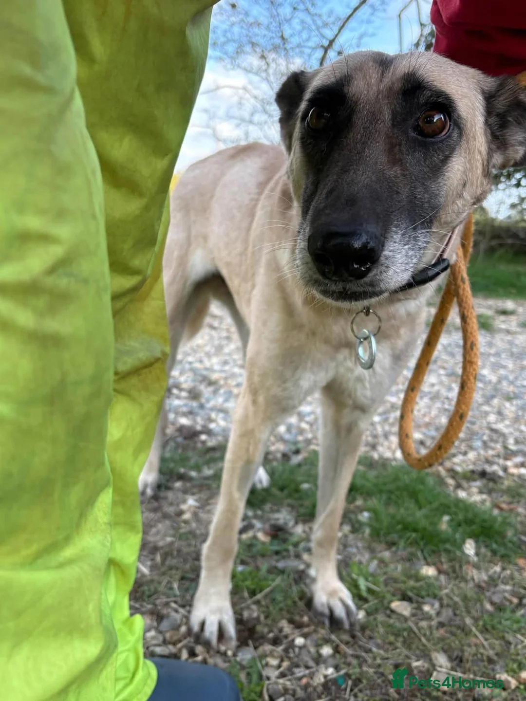 Mixed Breed dogs for adoption: Asha - Norwich Norfolk  - Advert 1