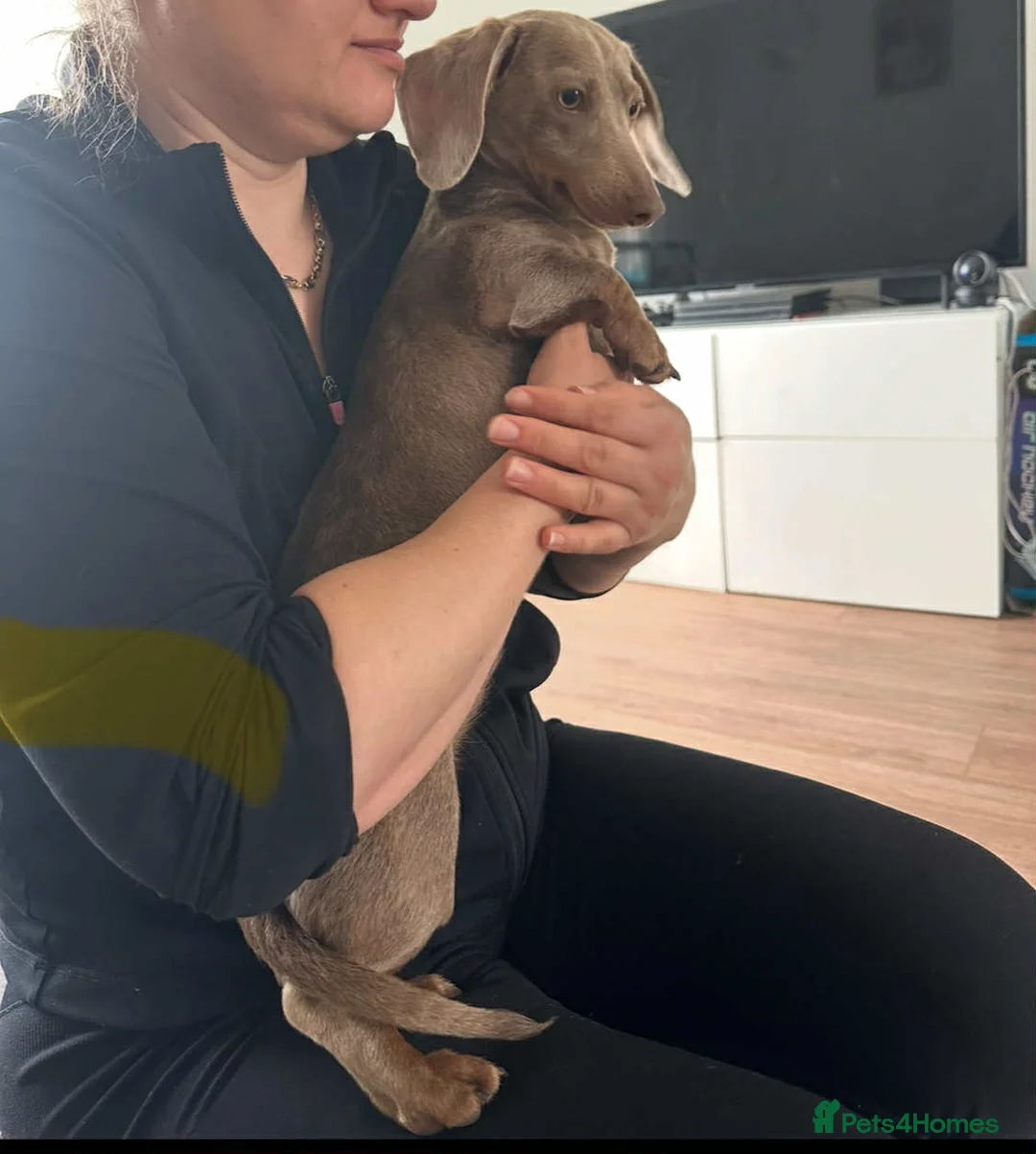 Miniature Dachshund dogs for sale: Isabella and tan female - Advert 5