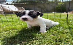 Jack Russell dogs for sale: Gorgeous Jack Russell Puppies - Image 8