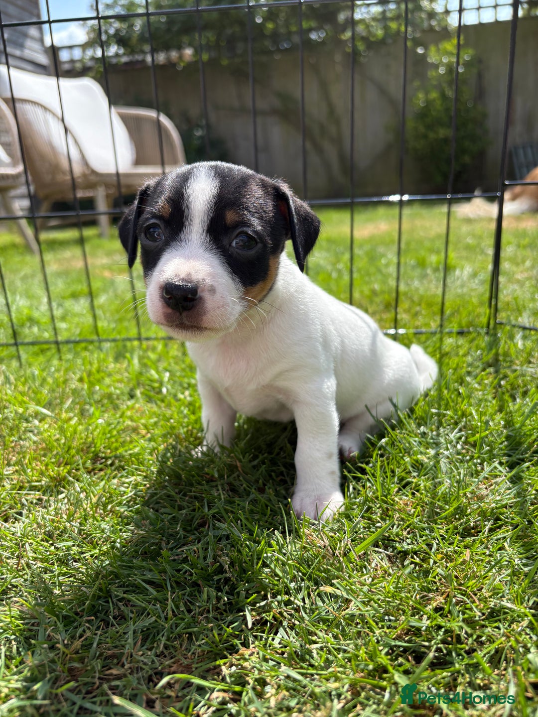 Jack Russell dogs for sale: Gorgeous Jack Russell Puppies - Image 8