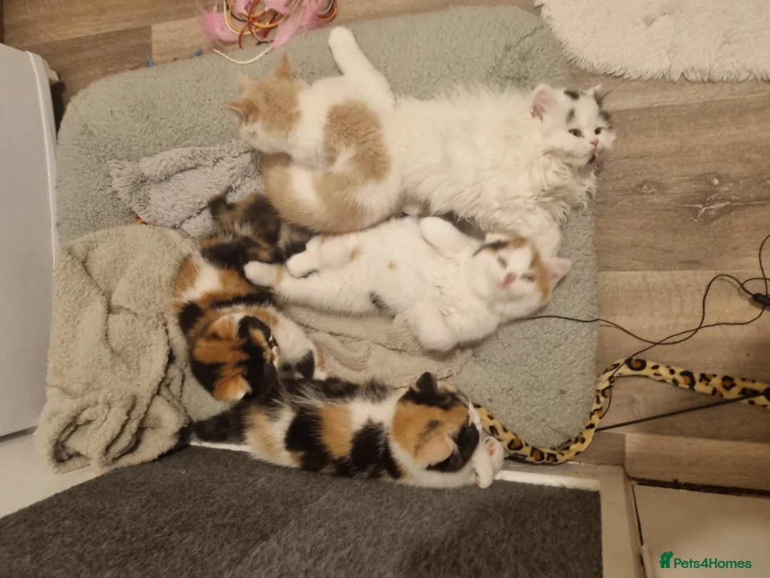 British Shorthair cats for sale: World class British Shorthair & Longhair kittens - Advert 15