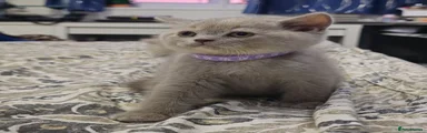 Fawn gril British Shorthair 