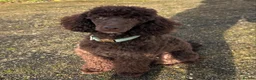 Miniature Poodle dogs for stud: Kc registered chocolate minature poodle stud in Haywards Heath - Advert 1