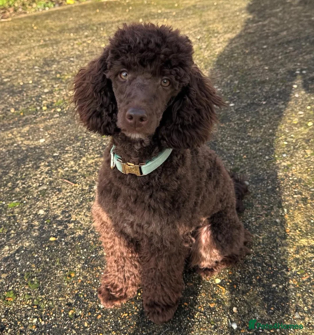 Miniature Poodle dogs for stud: Kc registered chocolate minature poodle stud in Haywards Heath - Advert 1