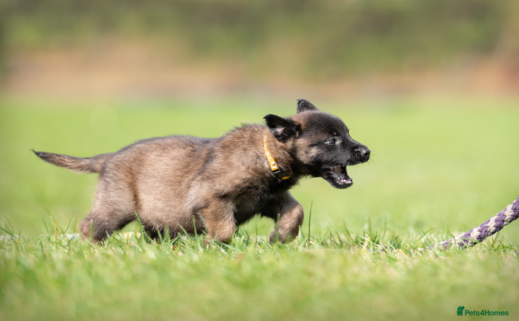 Belgian Shepherd Dog dogs - Advert 1
