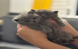 British Shorthair cats for sale: Five cute and naughty kittens for sale - Image 7