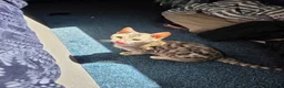 Bengal cats for sale: Female bengal for sale  - Advert 2
