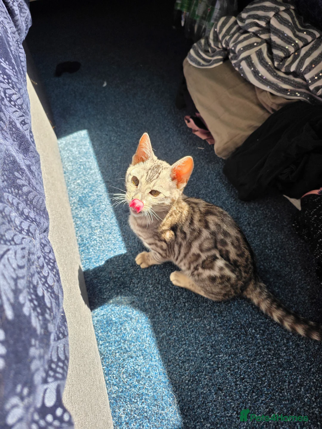 Bengal cats for sale: Female bengal for sale  - Advert 2
