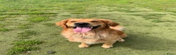 Golden Retriever dogs for stud: Beau - Stunning Golden Retriever for Stud Glasgow in Glenboig - Advert 8