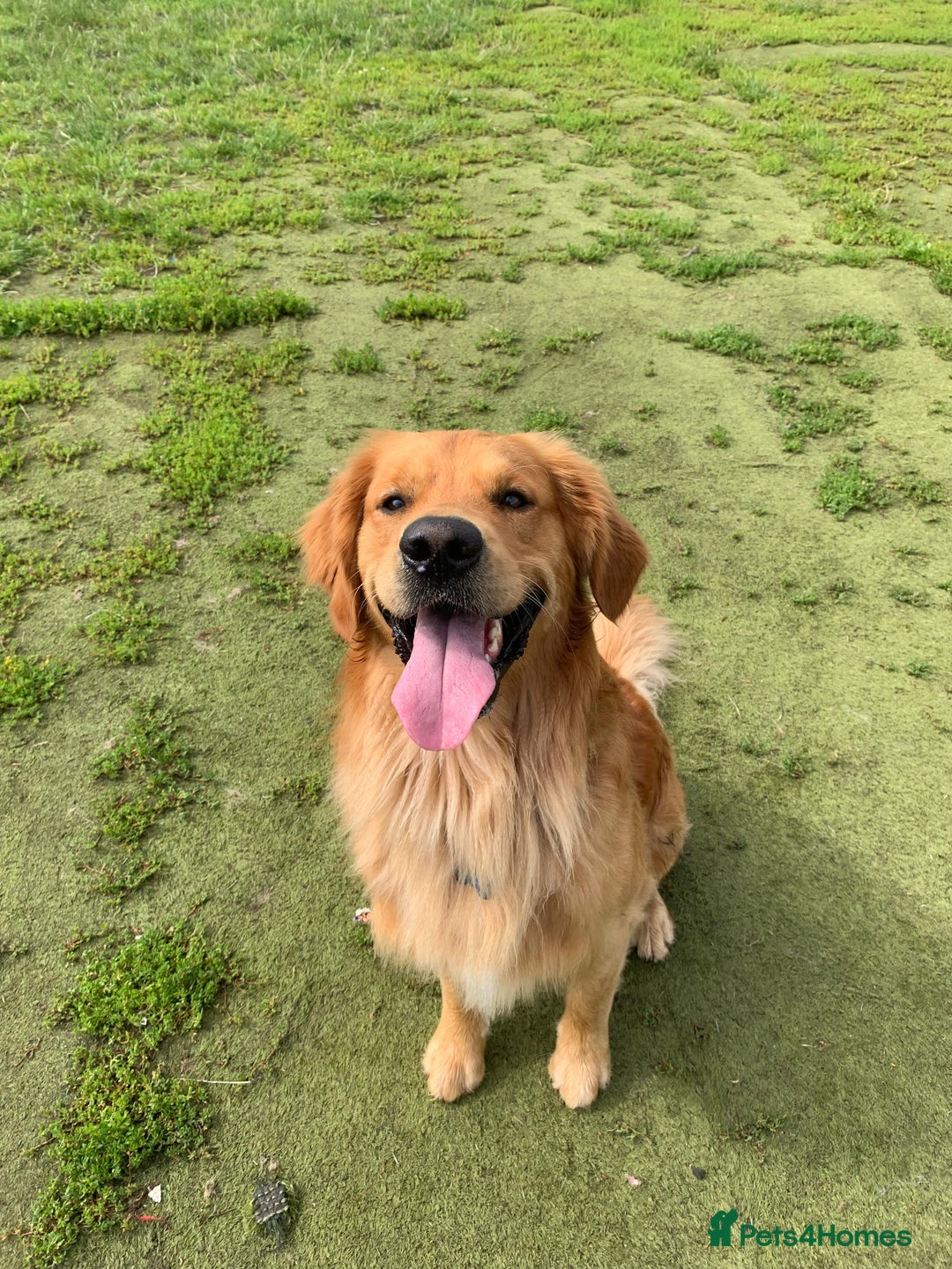 Golden Retriever dogs for stud: Beau - Stunning Golden Retriever for Stud Glasgow in Glenboig - Advert 8