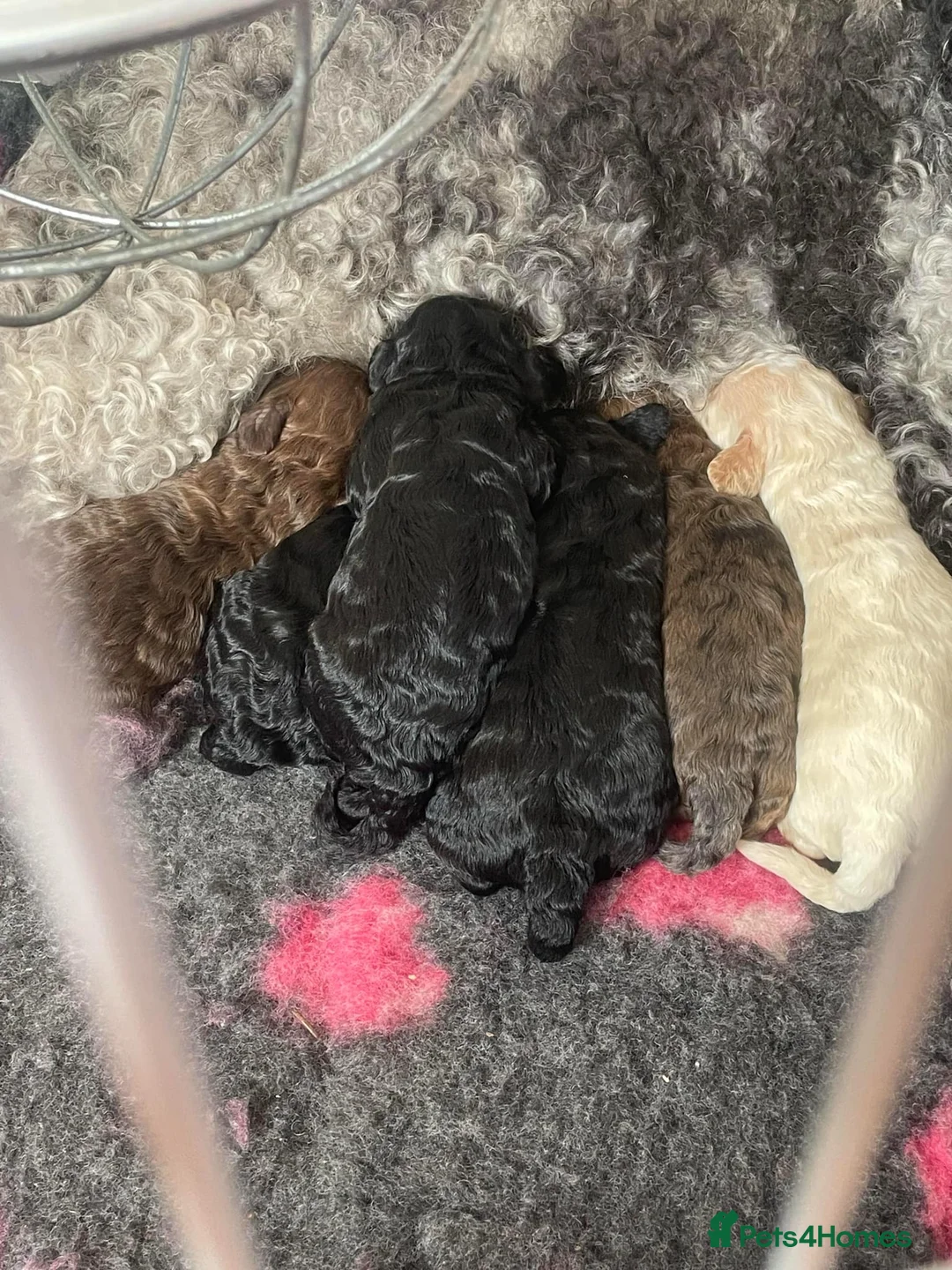 Toy Poodle dogs for sale: Toy poodle - Advert 9