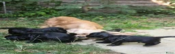 American Cocker Spaniel dogs for sale: American cocker spaniels puppies - Advert 12