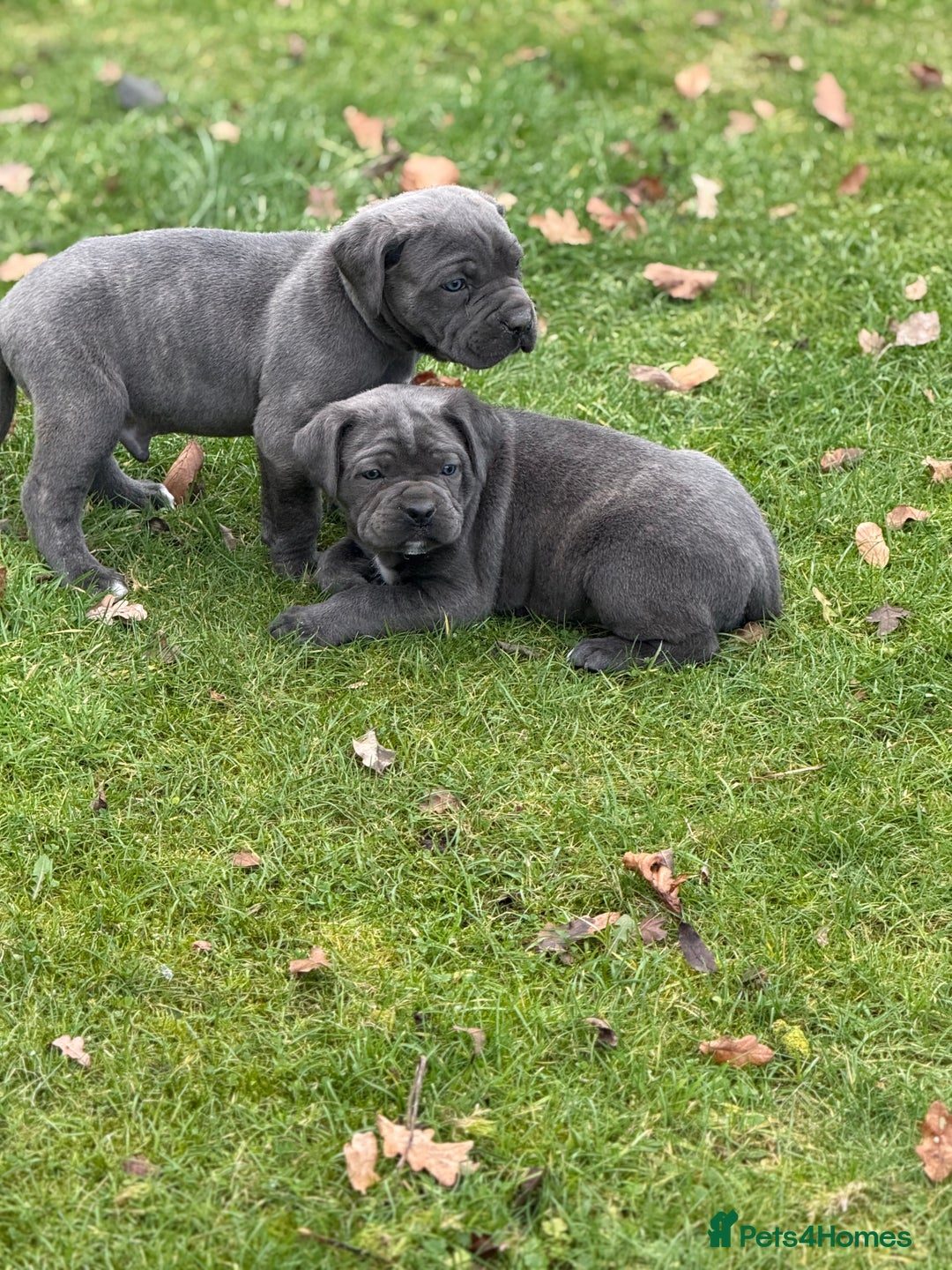 Cane Corso dogs for sale: Cane corso puppy’s  - Advert 4