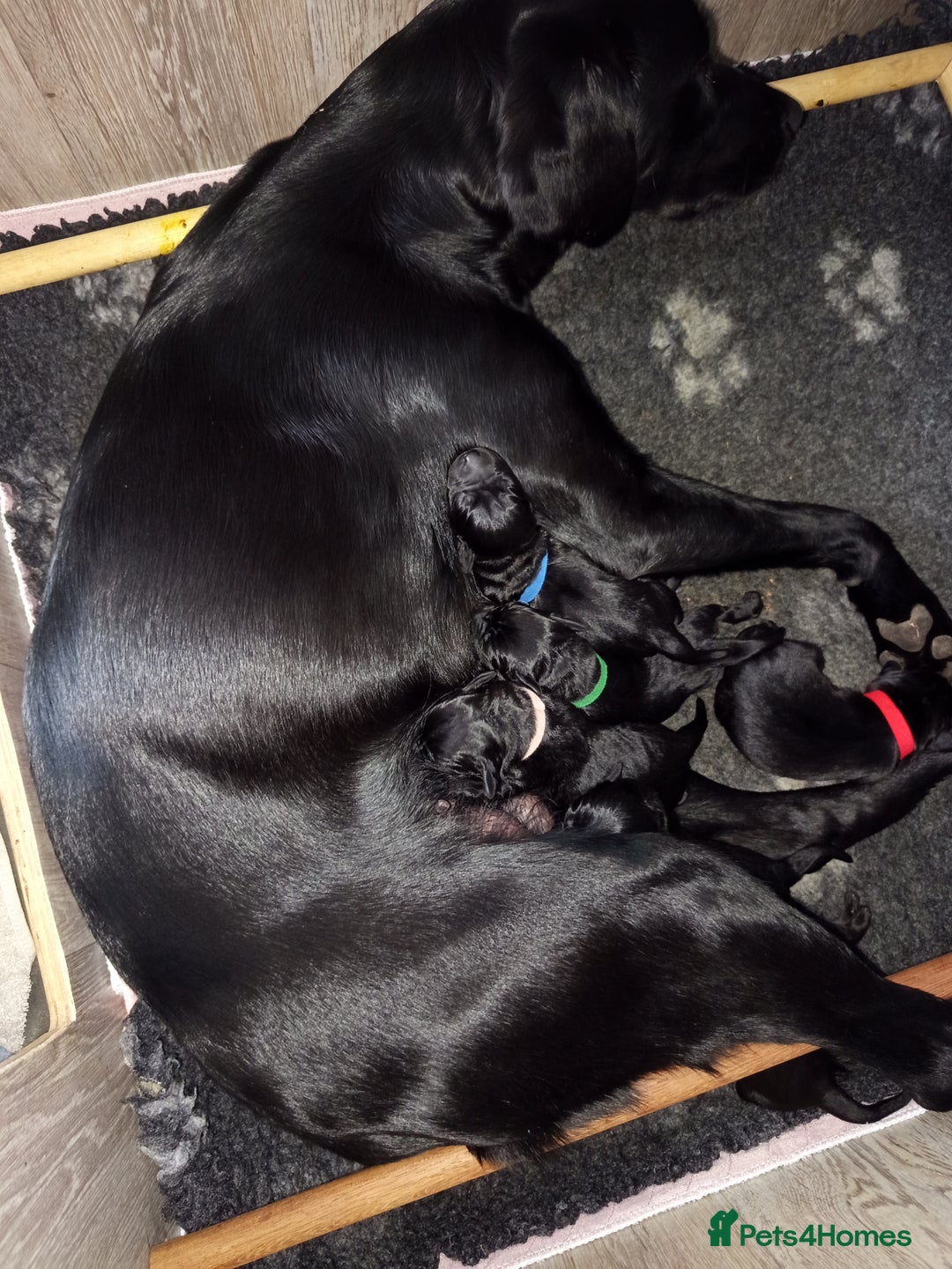 Springador dogs for sale: Springador Puppies - Image 3