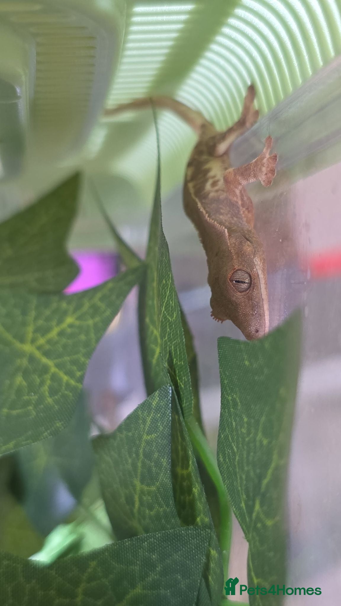 Gecko reptiles Lillywhite tricolour pinstripe crested gecko baby - Advert 23