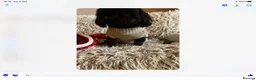 Shih Tzu dogs for stud: Beautiful Shih Tzu Boy for stud in Mansfield - Advert 7