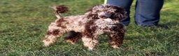 Miniature Poodle dogs for stud:  Chocolate Merle miniature poodle  in York - Advert 6