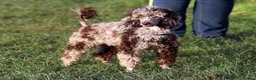 Miniature Poodle dogs for stud:  Chocolate Merle miniature poodle  - Advert 6