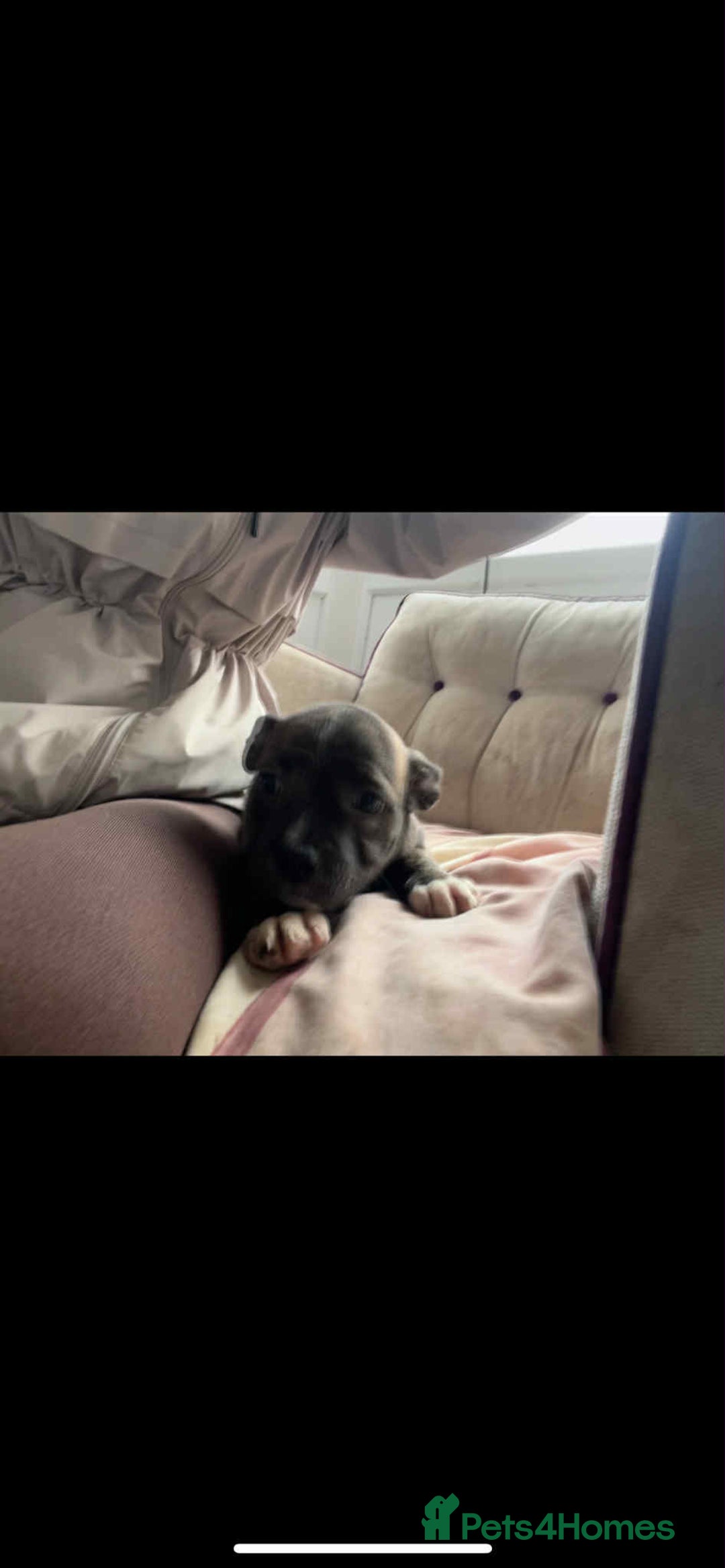 Staffordshire Bull Terrier dogs for sale: Staffy Babies Ready to leave - Image 16