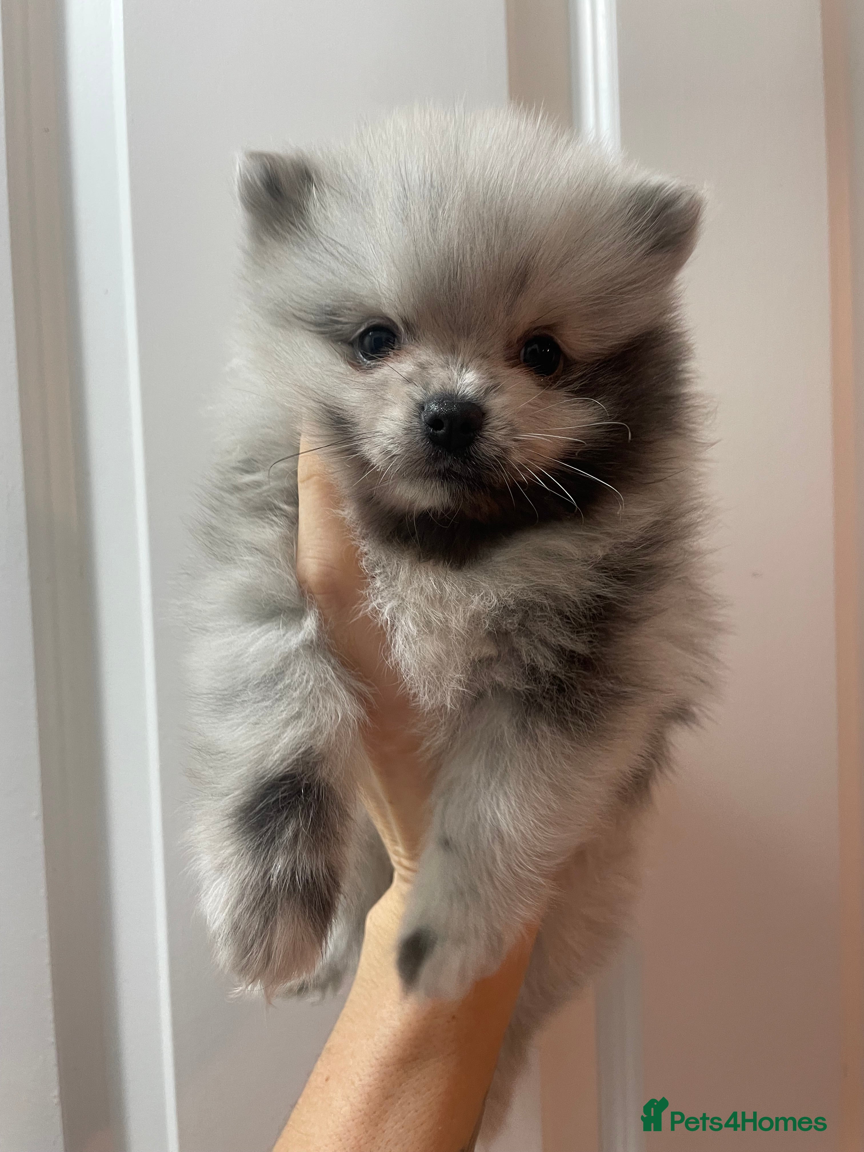 Pomeranian dogs Beautiful Pomeranian Puppies - Advert 7