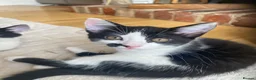 British Shorthair cats for sale: Beautiful kittens ready now  - Advert 6