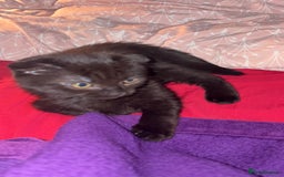Mixed Breed cats for sale: Black scottish fold  - Image 2