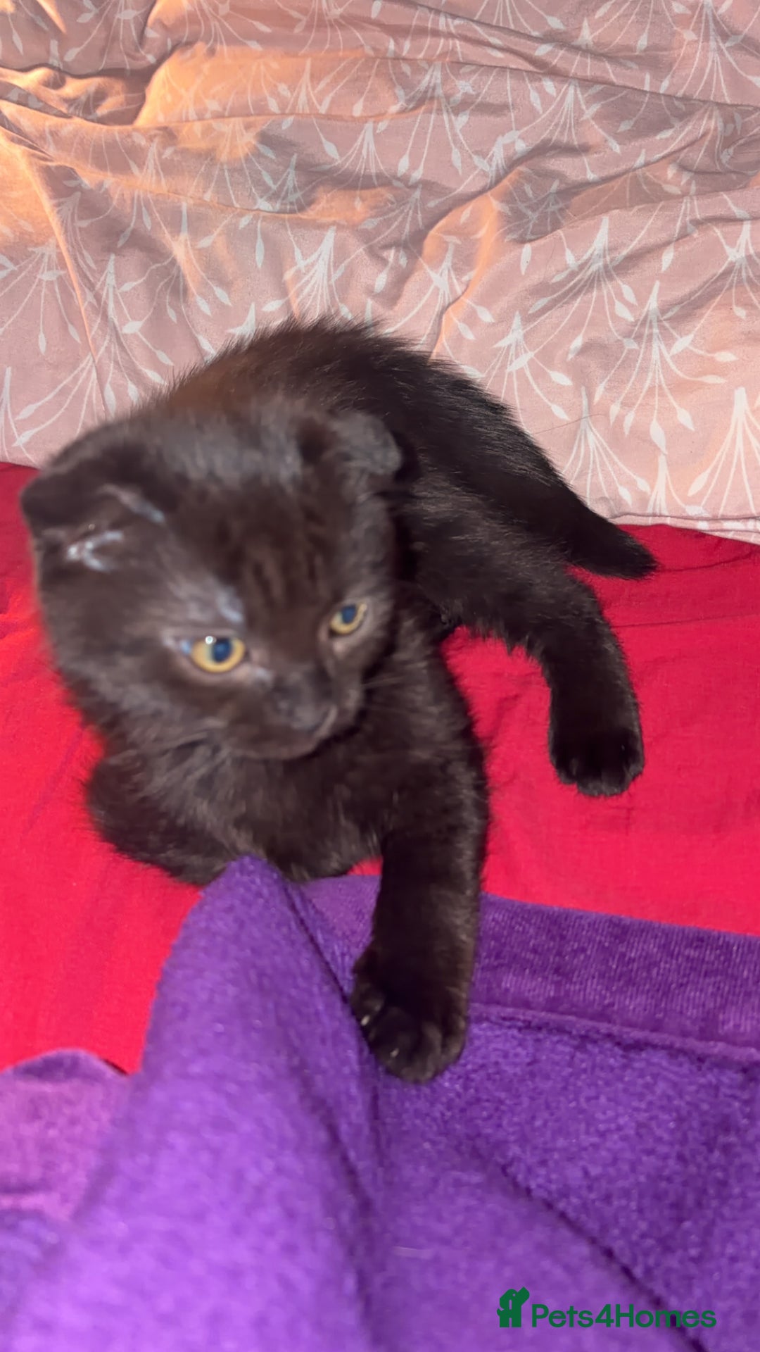Mixed Breed cats for sale: Black scottish fold  - Image 2