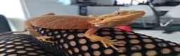 Bearded Dragon reptiles for sale: Bearded dragon  - Advert 5