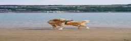 Golden Retriever dogs for sale: Ralph 'The Retriever' Golden Retriever in Chester - Advert 10