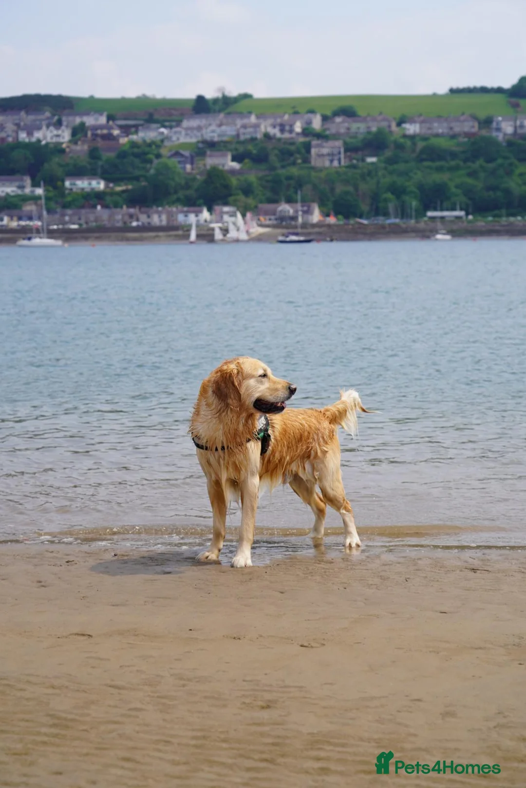 Golden Retriever dogs for sale: Ralph 'The Retriever' Golden Retriever in Chester - Advert 10