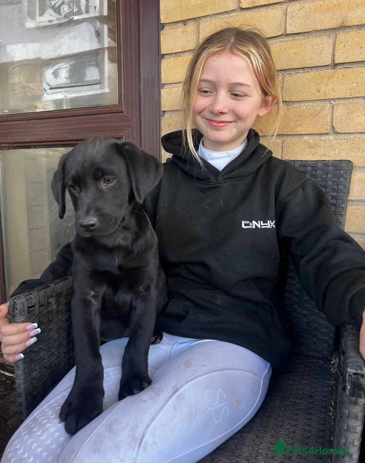 Labrador Retriever dogs One boy left available- black Labrador puppies - Advert 2