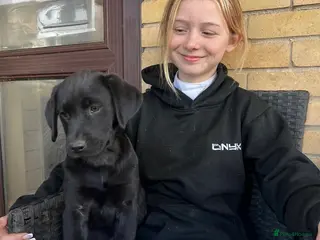 Labrador Retriever dogs One boy left available- black Labrador puppies - Advert 4