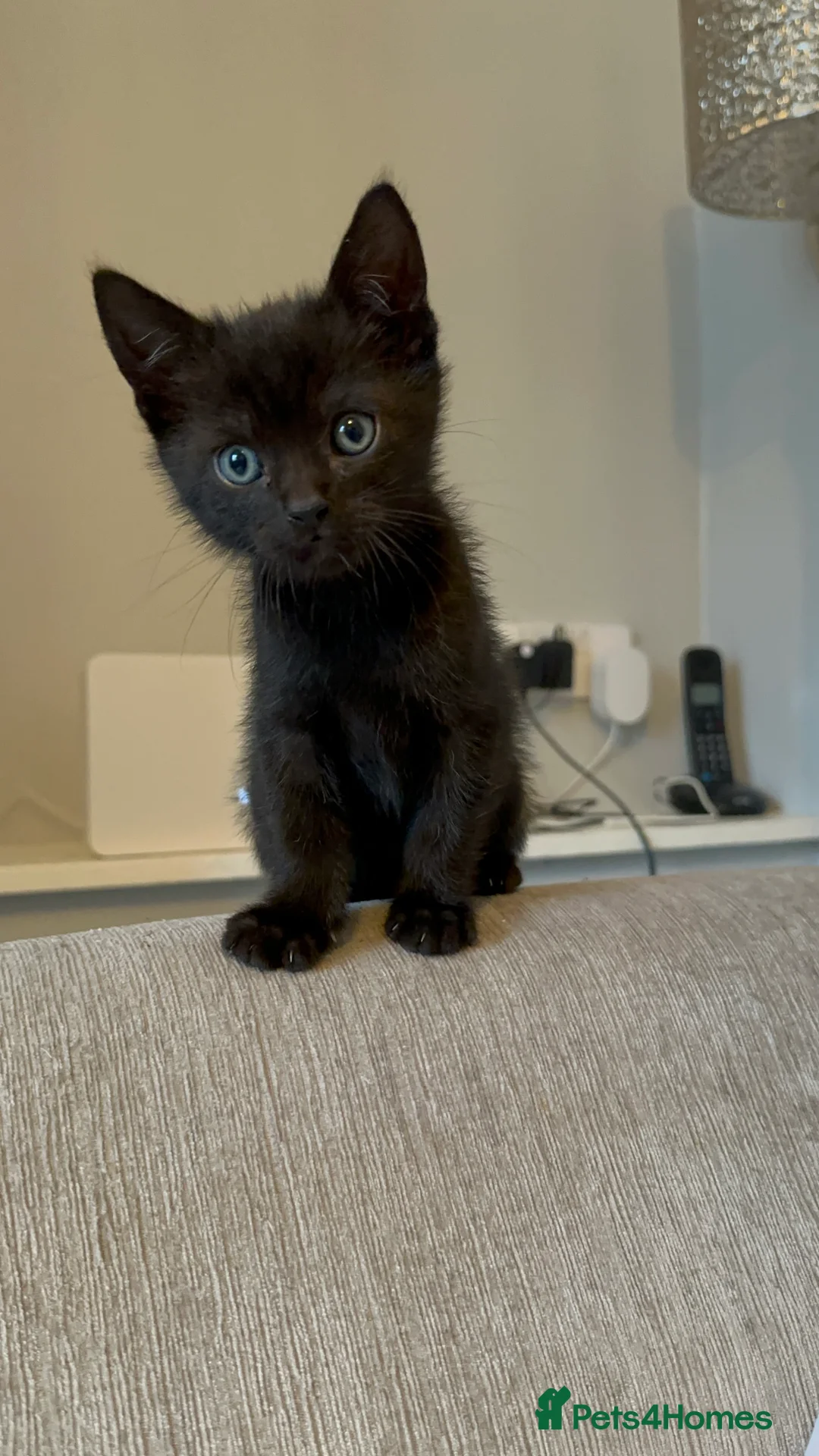 Mixed Breed cats for sale: Beautiful Male Sphynx X Tabby Mackrell Kittens  - Advert 10