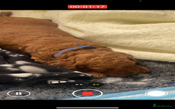 Labradoodle dogs for sale: Stunning red miniature labradoodle puppies - Image 21