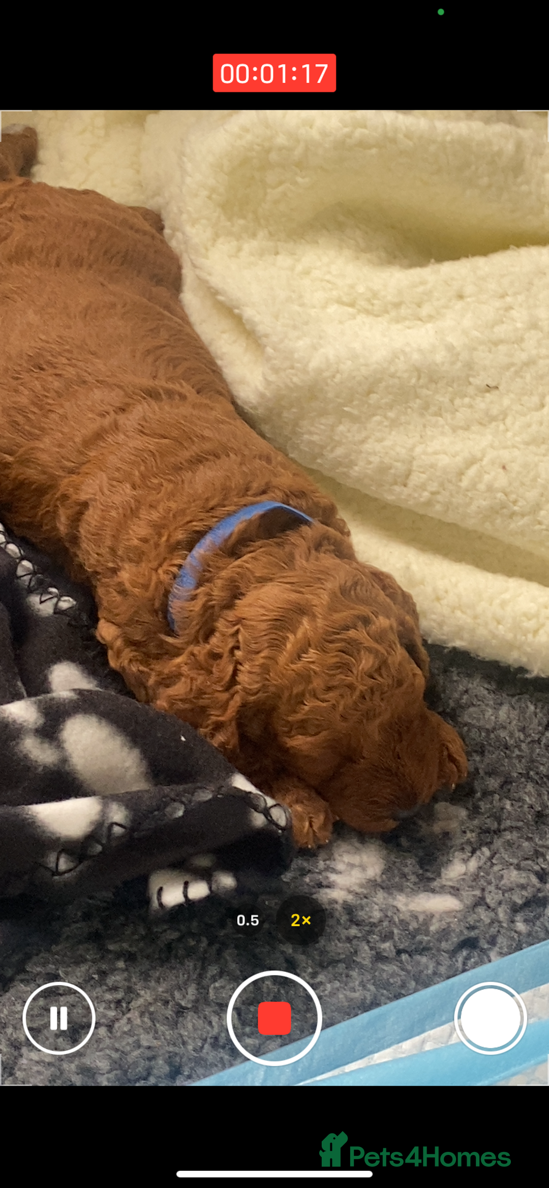 Labradoodle dogs for sale: Stunning red miniature labradoodle puppies - Image 21
