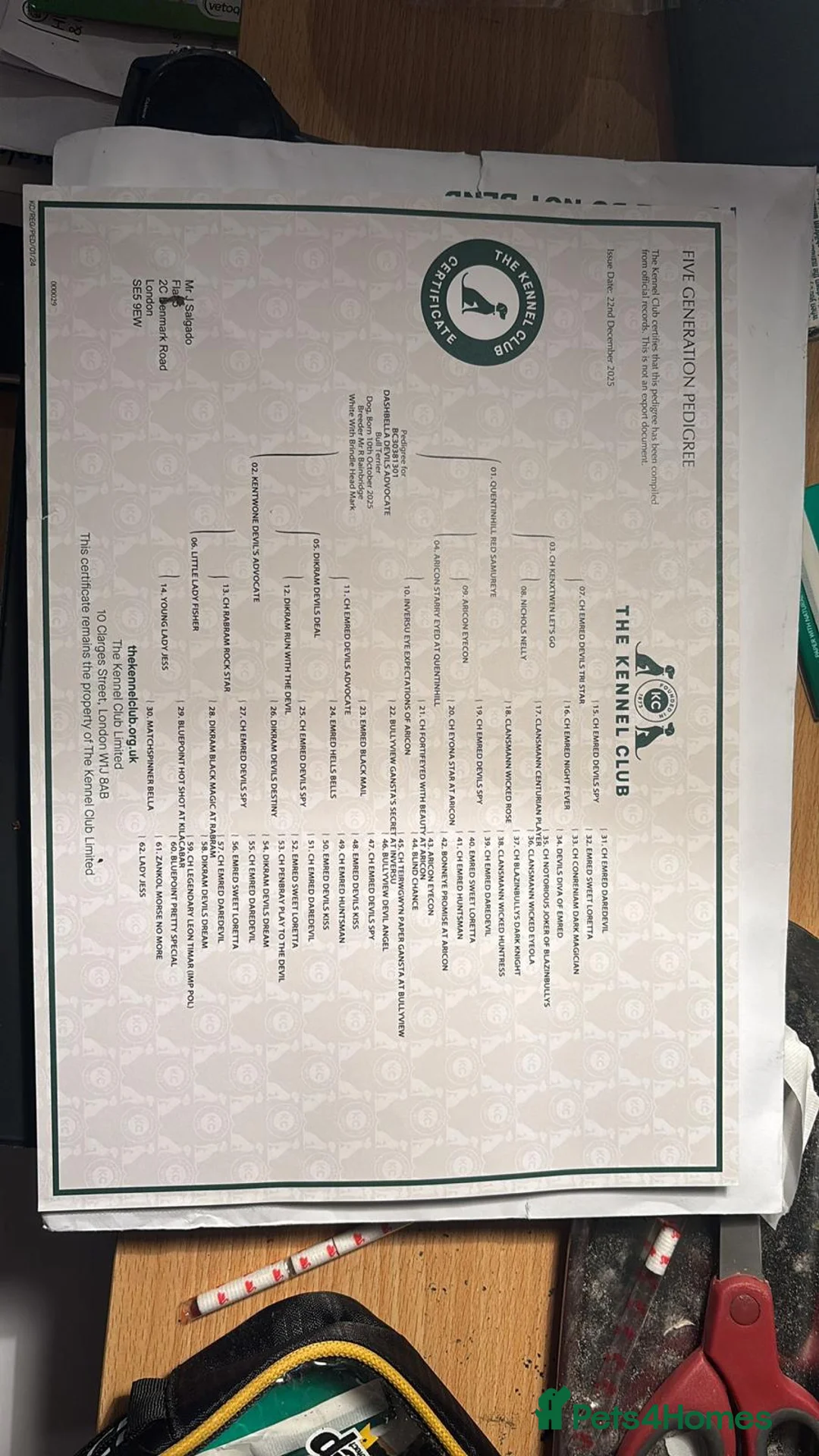 English Bull Terrier dogs for sale: Top Pedigree KC English Bull Terrier - Advert 2