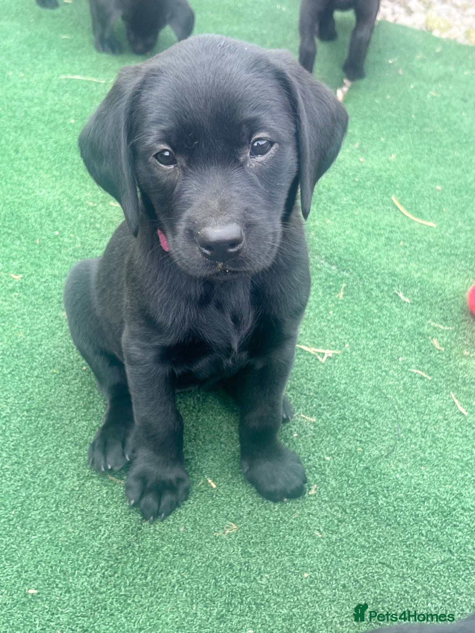 Labrador Retriever dogs Beautiful litter of KC black working Labradors  - Advert 4