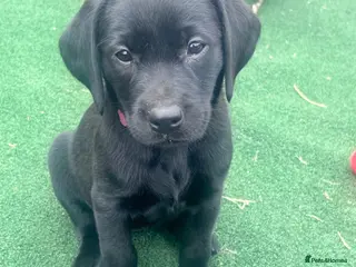Labrador Retriever dogs Beautiful litter of KC black working Labradors - Advert 1