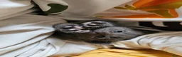 Mixed Breed cats for sale: Mixed Gray British Shorthair kittens 🩶 - Advert 21