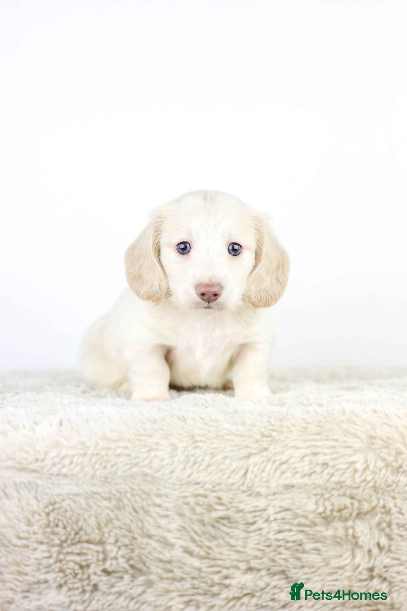 Miniature Dachshund dogs KC registered cream longhair miniature dachshund  - Advert 1