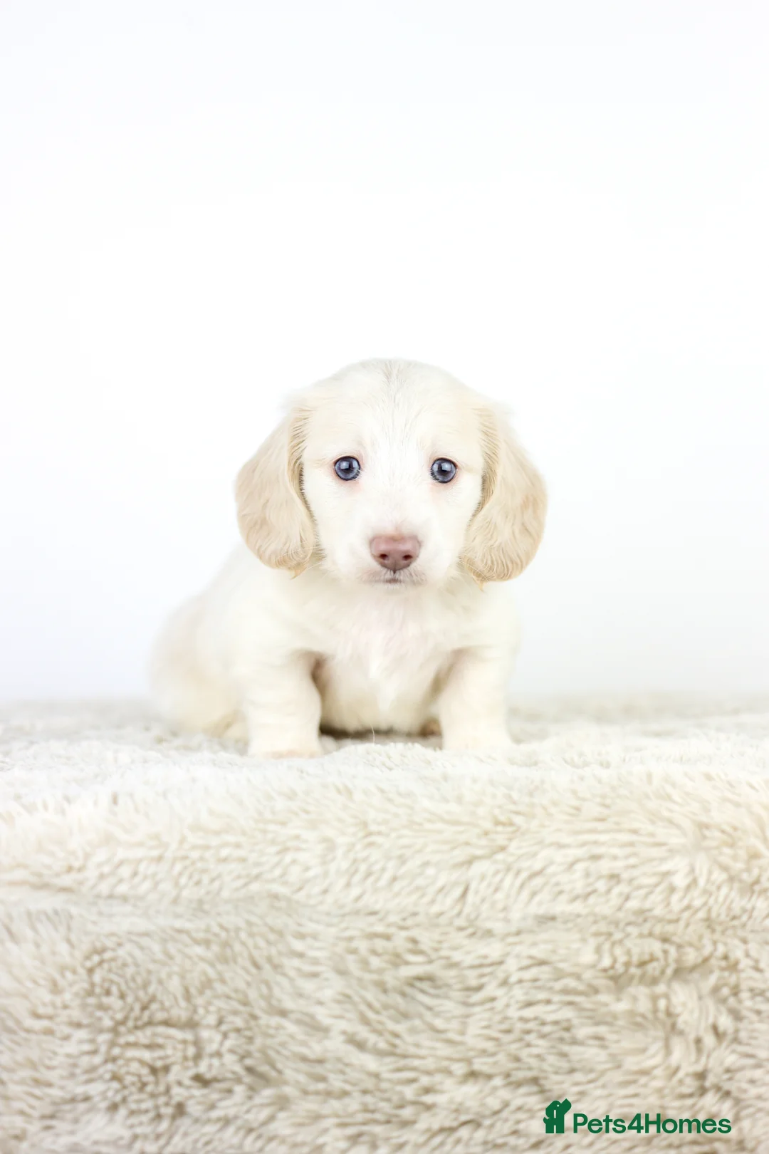 Miniature Dachshund dogs for sale: KC registered cream longhair miniature dachshund  - Advert 1