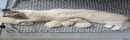 Ragdoll cats for sale: Gccf Registered Ragdoll kittens  in Prenton - Advert 2
