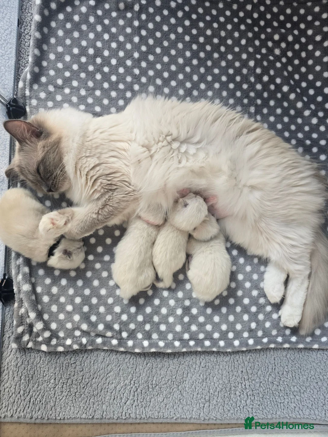 Ragdoll cats for sale: Gccf Registered Ragdoll kittens  in Prenton - Advert 2