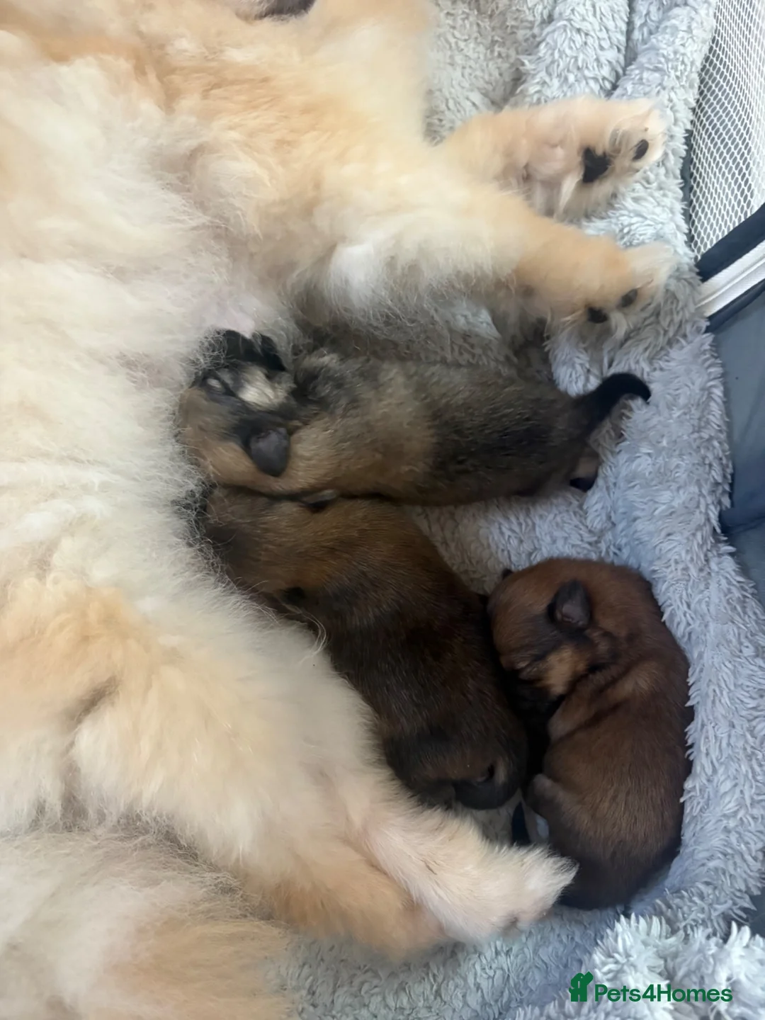 Pomeranian dogs for sale: 3 beautiful Pomeranian pups   - Advert 13