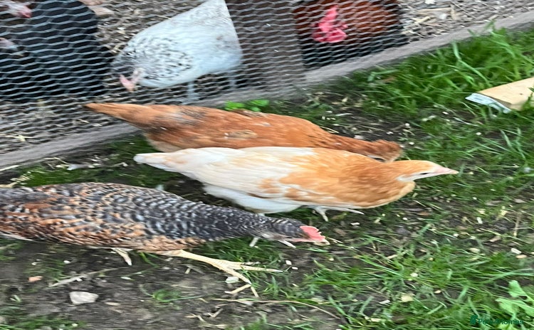 Chickens poultry - Advert 2