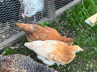 Chickens poultry - Advert 16