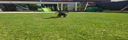 Dobermann dogs for sale: ☆☆Ready to leave Today  Black Doberman Puppies☆☆ - Advert 21