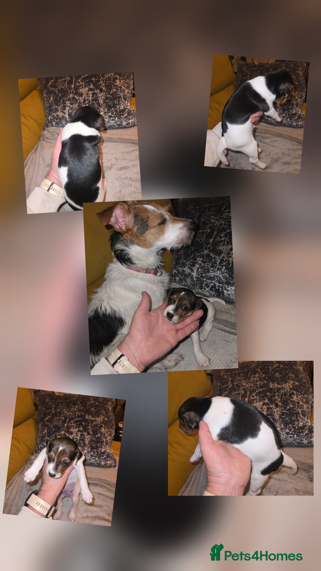 Jack Russell dogs for sale: Jack Russell puppies tri colour  - Advert 17