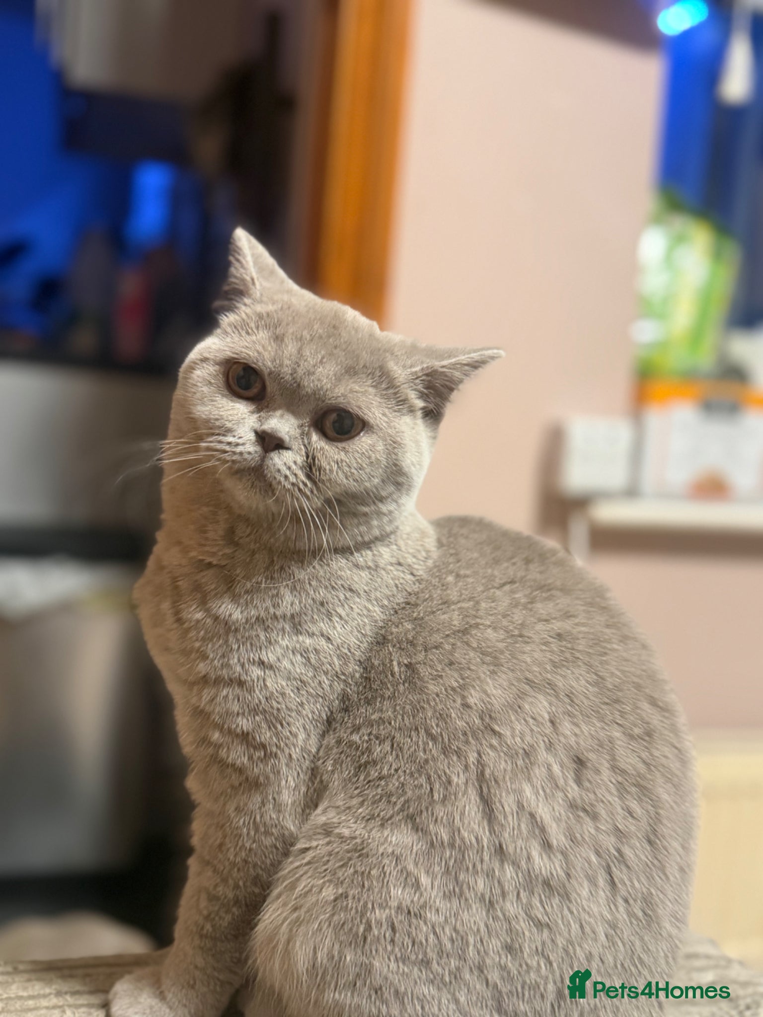 British Shorthair cats Lilac female BSH  - Advert 1